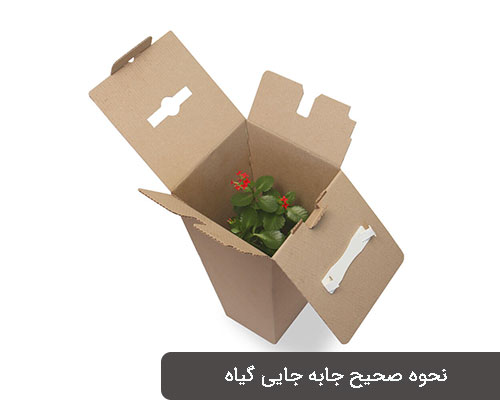 بسته بندی گیاهان در اسباب کشی